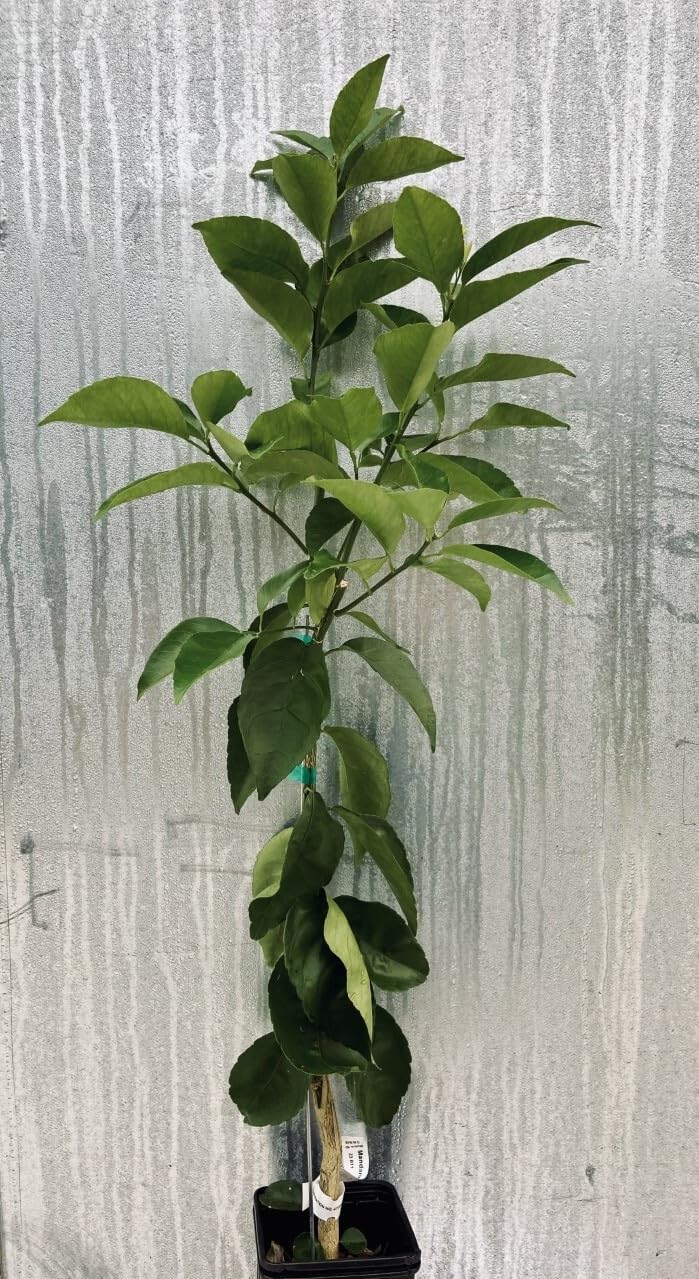 Live Plant - Calamondin/Calamansi Orange Tree - 26-30" Tall Live Plant, Gal Pot, Citrus mitis