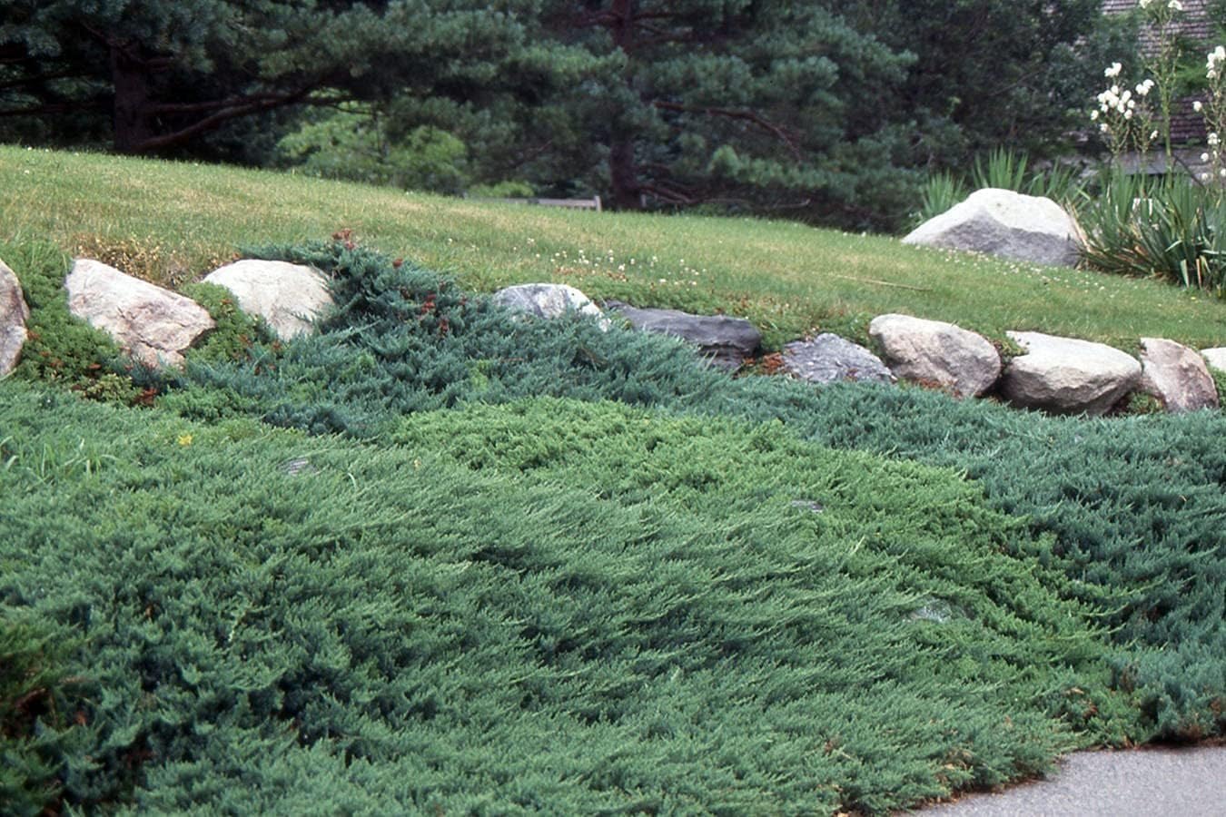 Bar Harbor Juniper | 1 Live 4 Inch Pot | Juniperus horizontalis 'Bar Harbor' | Perfect Lush Ground Cover & Landscape Accent | Drought Resistant & Low Maintenance