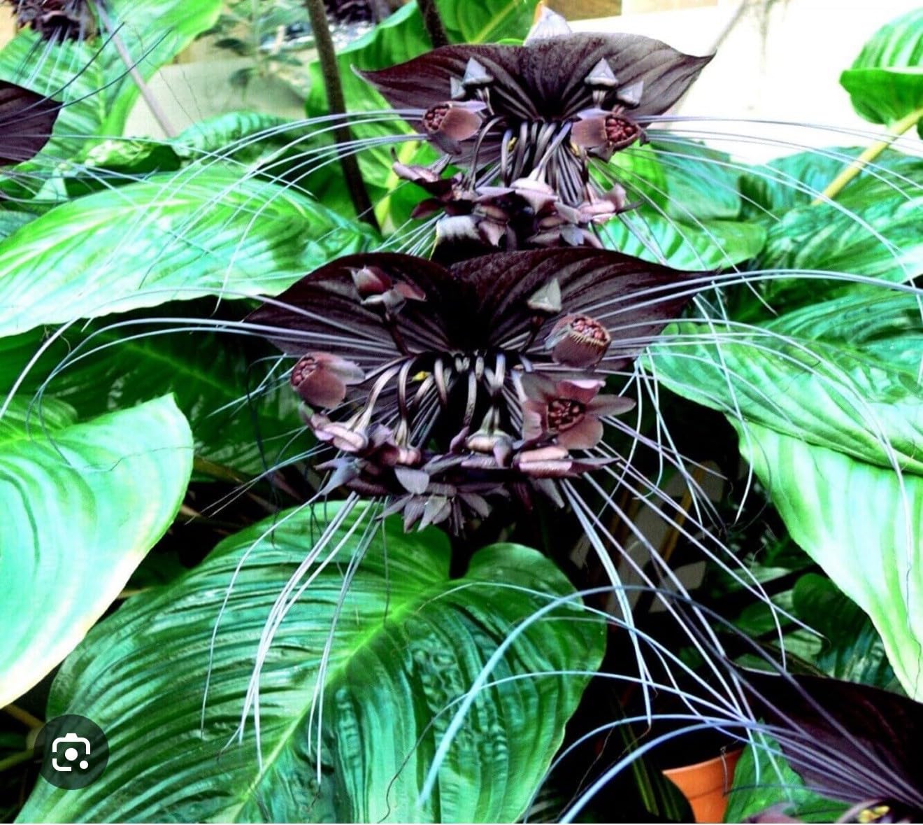 Live Plant - Black Bat Flower-Tacca Chantrieri-Aka Black Lily-Small Rooted Starter Plant