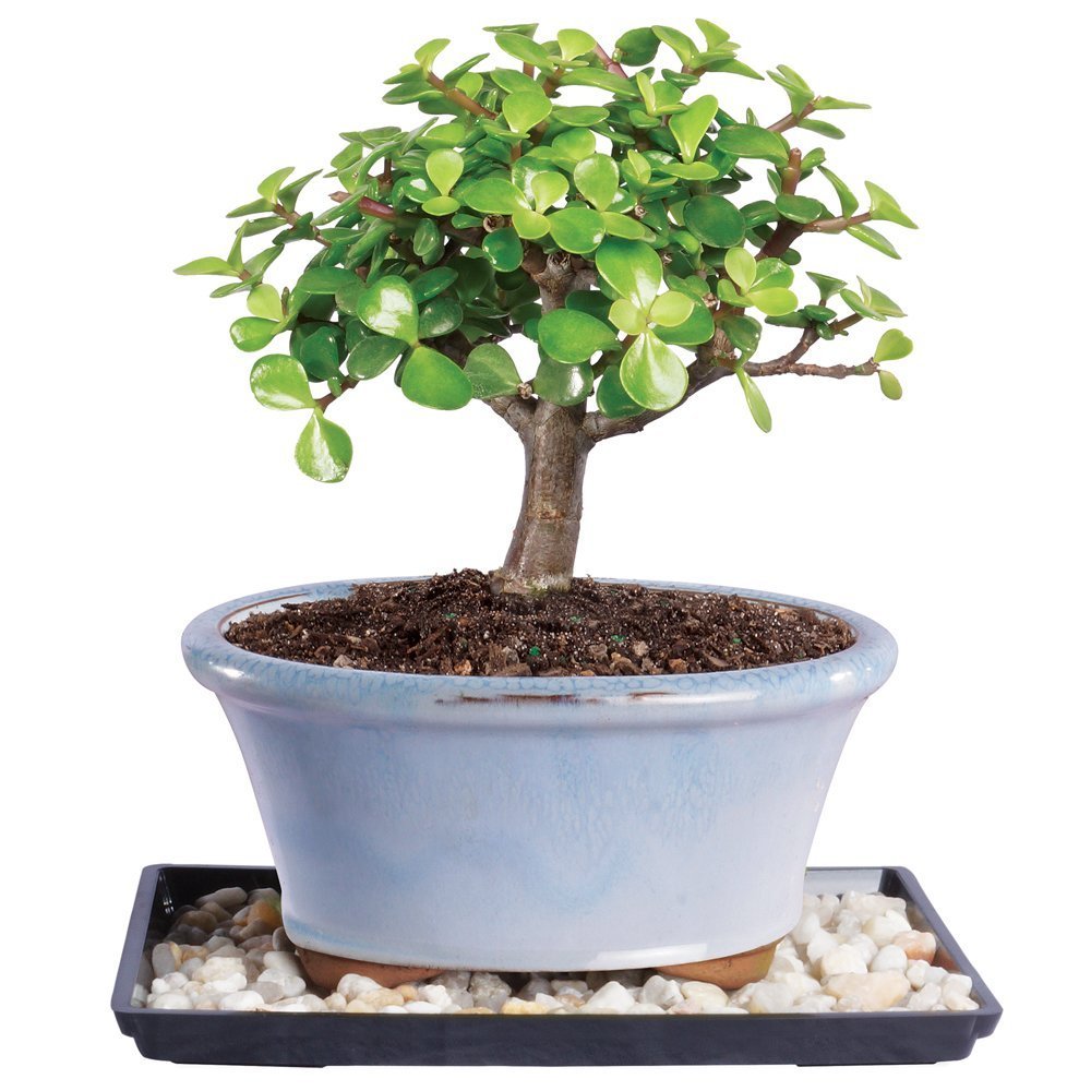 Brussel's Bonsai - Live Dwarf Jade Bonsai Tree Starter Kit with Ceramic Bonsai Pot & Bonsai Soil, Indoor Bonsai Plant Kit, Easy Care Houseplant for Beginners (Green)