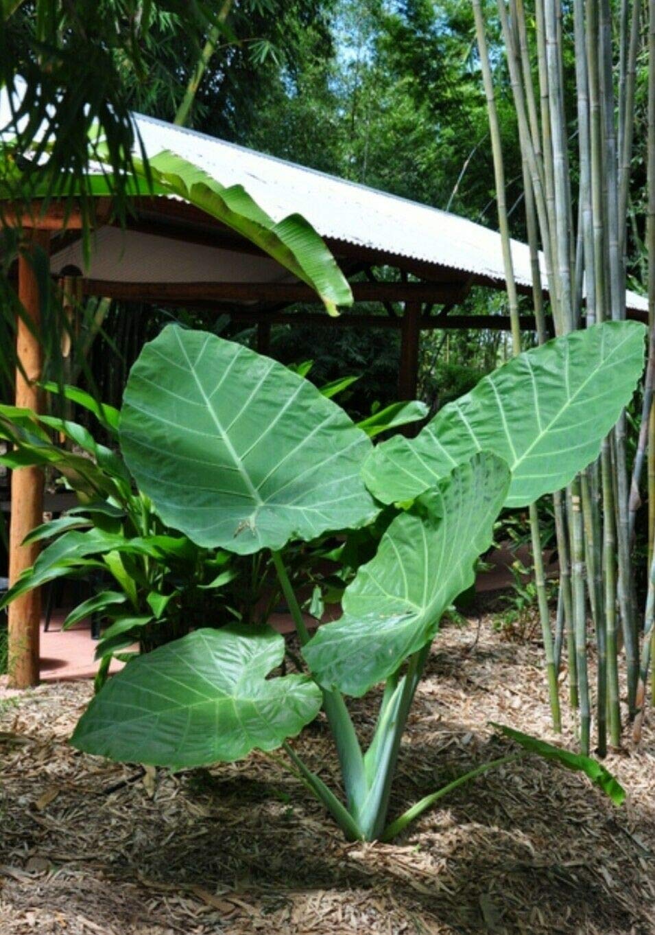 3 LIVE BULBS Colocasia gigantea Thailand Giant Thai Giant Elephant Ear Huge Leaf