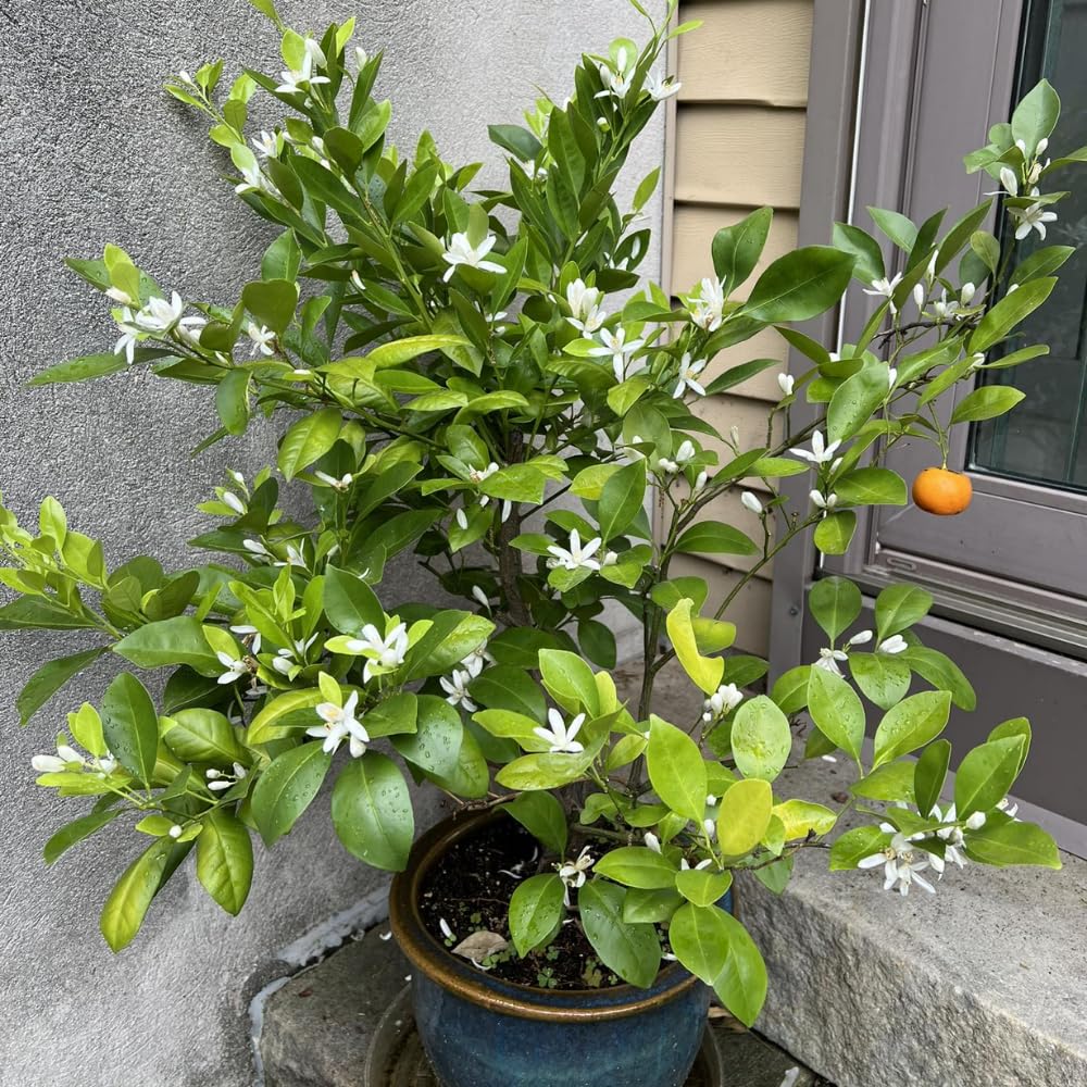 Calamansi Tree, Live Calamondin Citrus Fruit Plant in 5 Gallon Pot, Large Calamansi Kalamansi Tree for Planting Patio Garden