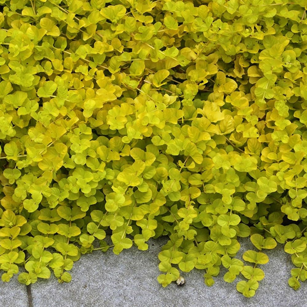 Creeping Jenny Golden Foliage - Lysimachia Goldilocks – Pack of 3 Live Starter Plants