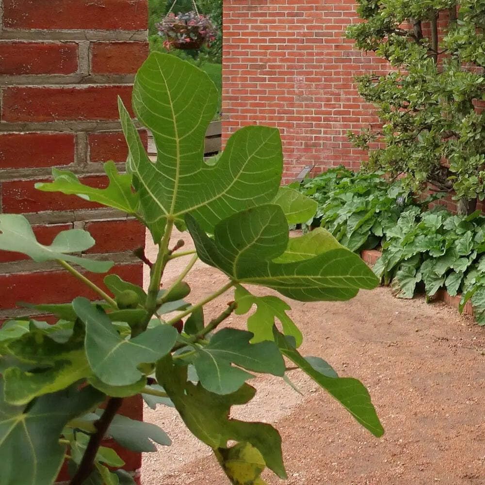 Fignominal Dwarf Fig, Ficus, 3 Gallon, Compact Fruit Tree, Full Sun