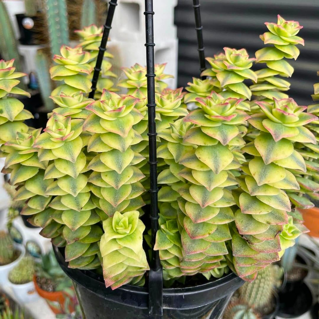 Variegated String of Buttons Live Plants, Easy Indoor Trailing Succulent in 2.5" Pot, Hanging Succulent Houseplant Indoor Outdoor Planting