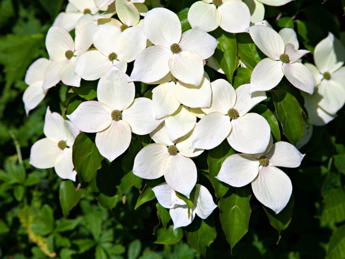 5 Kousa Dogwood Trees - 10-18" Tall Live Plants - White Ornamental Japanese Flowering Trees - Cornus kousa - (5 Pack)
