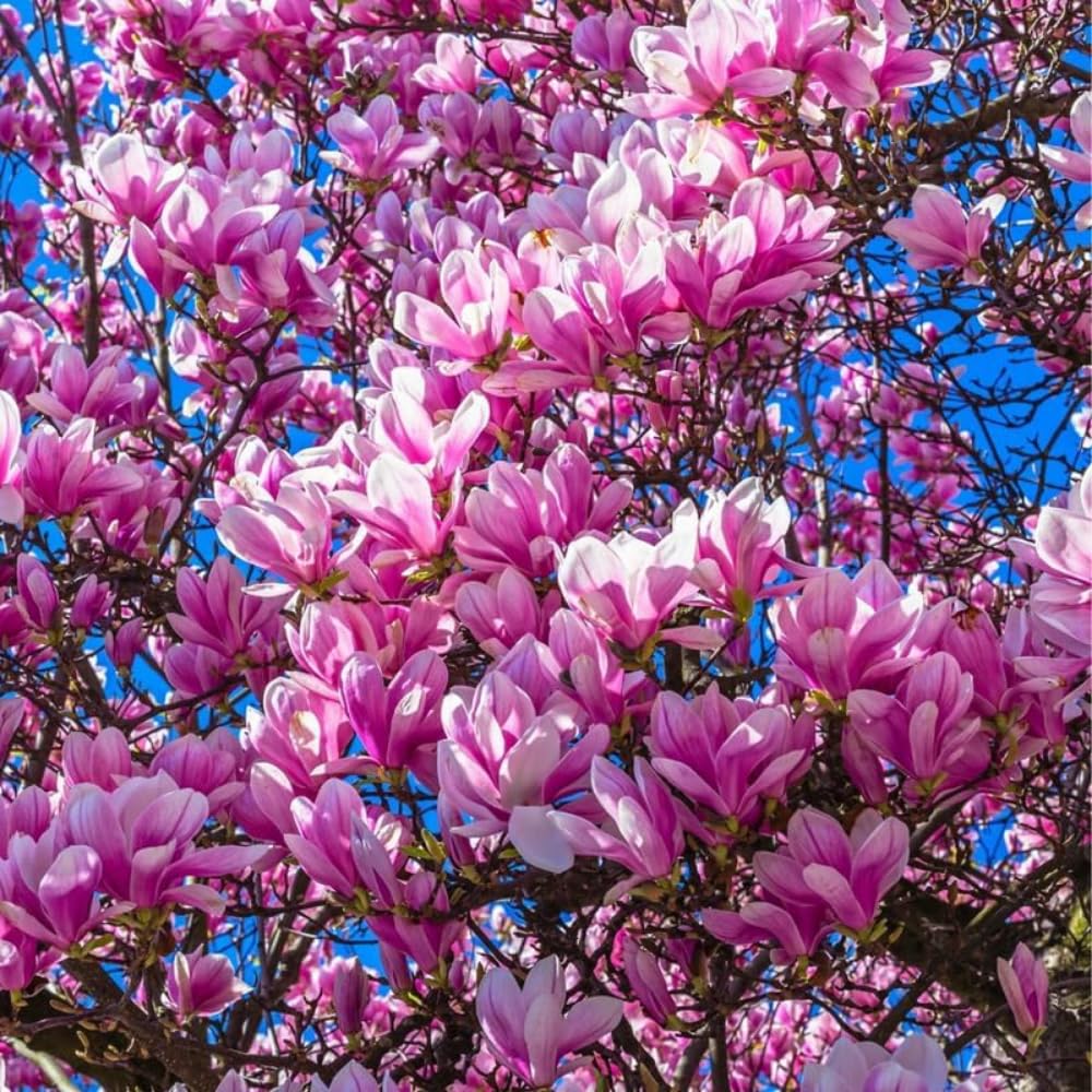 Ann Magnolia Plant Live, 6-12 Inch Tall, Magnolia Tree in 2.5” Pot, Flowering Ornamental Tree