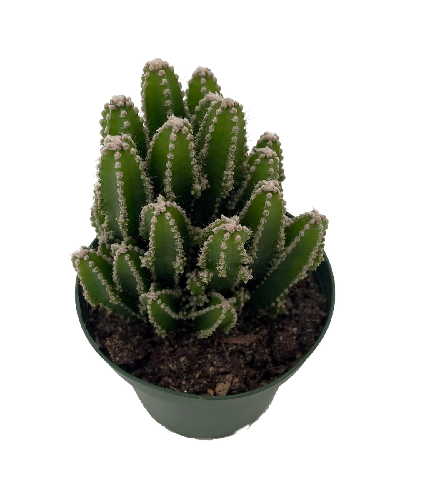 Fairy Castle Cactus - Cereus - Houseplant/Terrarium/Fairy Garden - 4" Pot
