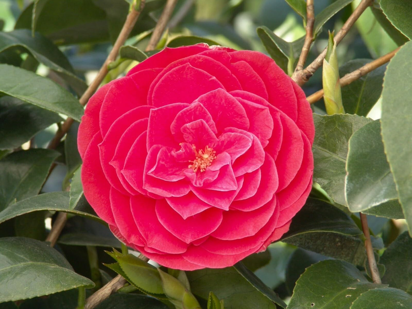 Live Plant - Tom Knudsenunique Bloom Camellia Japonica-Live Starter Plant