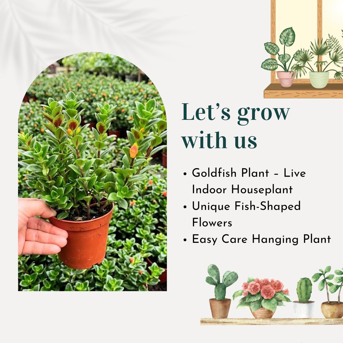 Goldfish Plant Live, Trailing Indoor Houseplant in 4 Inch Pot for Hanging Planters