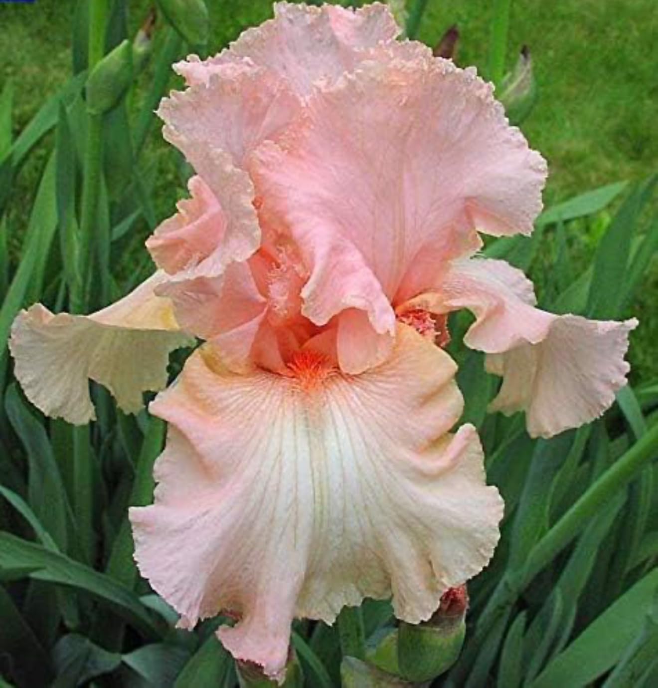 Superior Pink Attraction Bearded Iris Rhizomes/Roots/Bulbs (1 Each) - Amazon 30-Day Returnable Guarantee