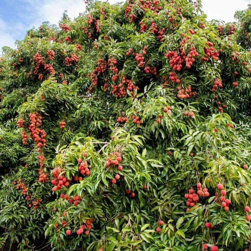 Lychee Tree Live Plant 3 Gallon 2-3 Ft Tall, Red Lychee Tree, Sweet Tropical Fruit Tree for Outdoor Growing, No Ship to CA