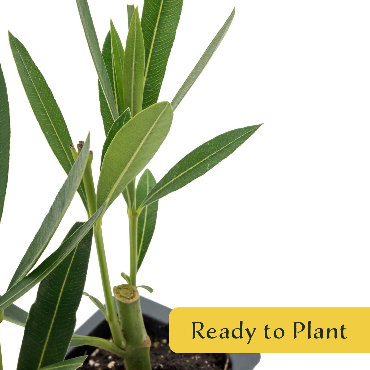 3 White Oleander (Nerium Oleander ‘Sister Agnes’) | Fast-Growing Evergreen Flowering Shrub with Pure White Blooms and Dense Green Foliage | 2.5” Nursery Cubes, Ready-to-Plant Live Starter Plants
