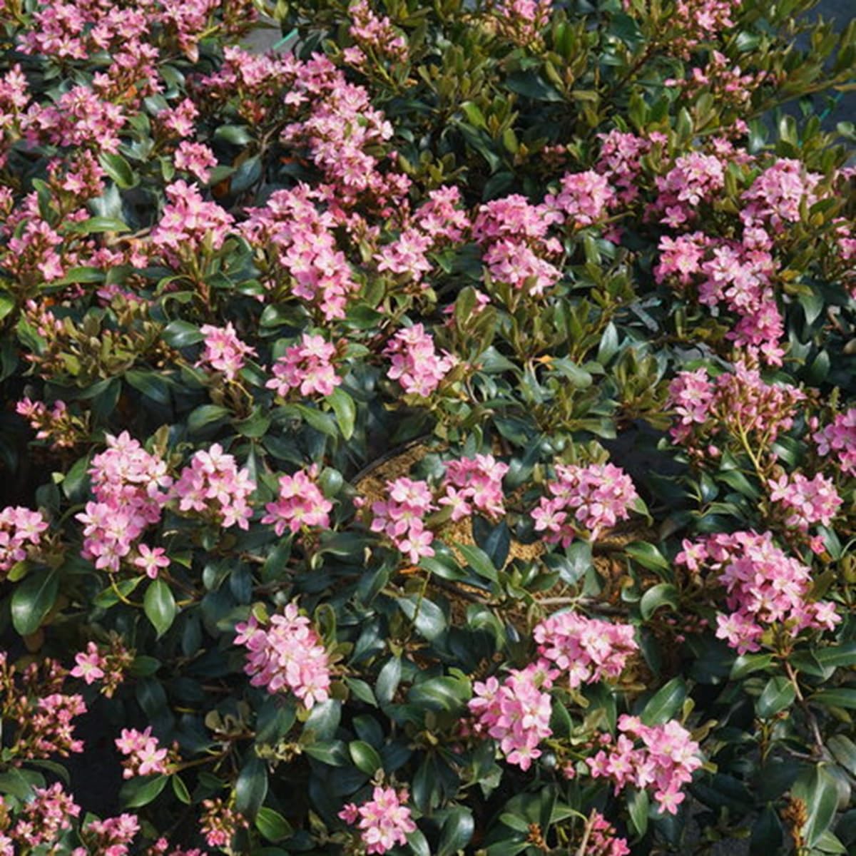 La Vida Mas® Indian Hawthorn - Rhaphiolepis Indica - Proven Winners - 4" Pot