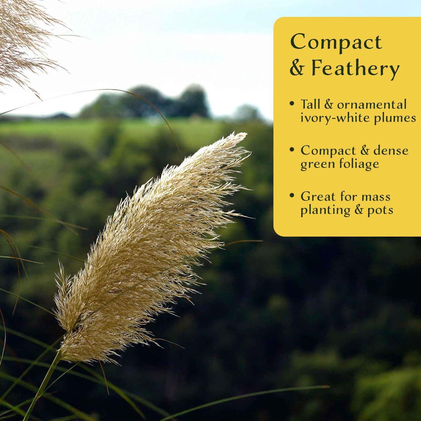 4 Dwarf White Pampas Grass – Compact Ornamental Grass with Large White Plumes for Screens & Accents (Cortaderia selloana ‘Pumila’) in 3.5” Cubes, Live Plants