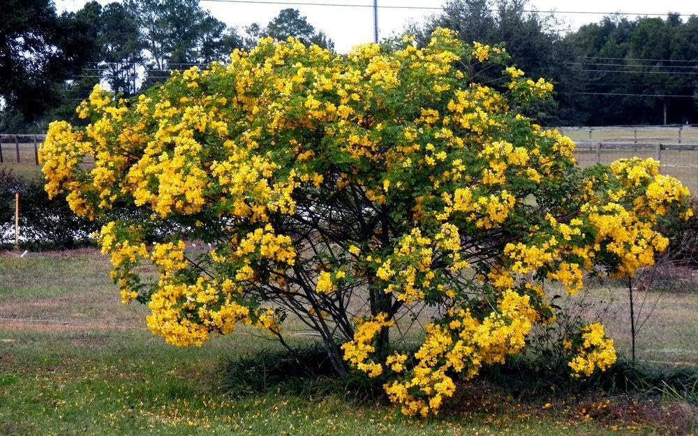 Live Plant - Golden Shower Treechristmas Sennabicapsularis Cassia Plantbutterflies Love It