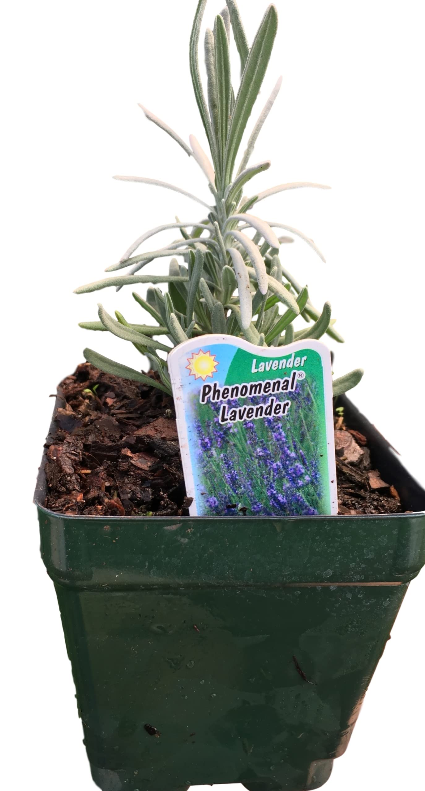 Phenomenal Lavender Plants in 4 Inch Pot (8)