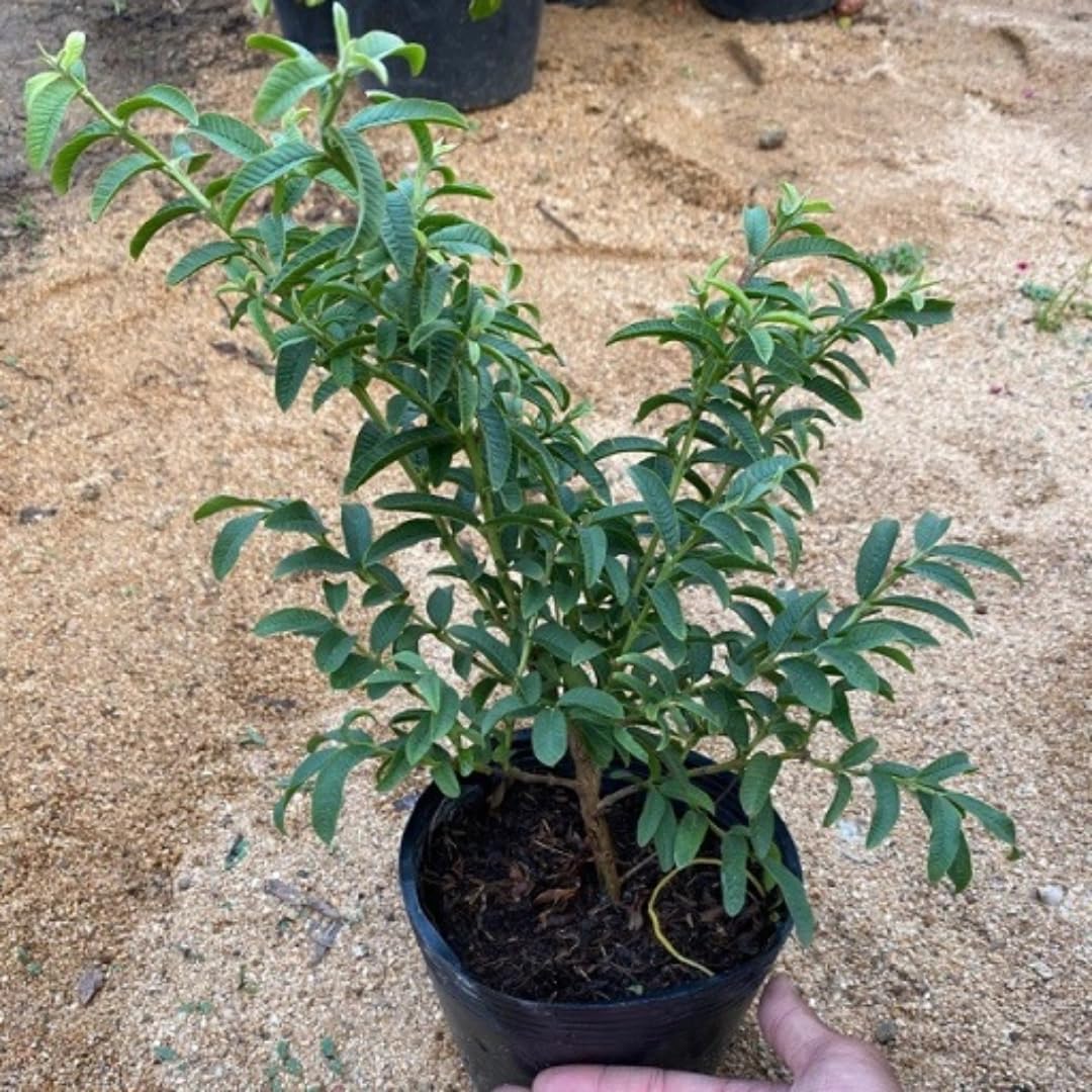2 Rare Small Leaf Guava Trees Live Plants for Outdoor Planting, 4 to 6" Starter Plant, Fragrant and Sweet Guava, Can Train As Bonsai