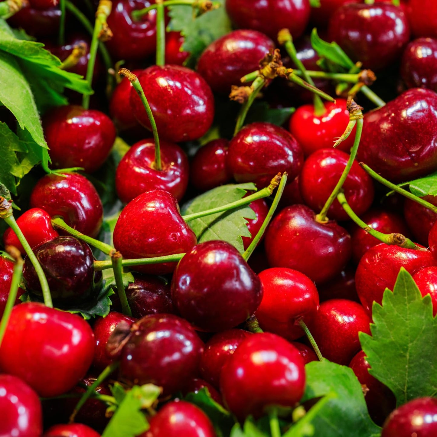2 Barbados Cherry Plants Live, Cold Hardy Cherry Tree Live Plant, 5-7'' Tall, Sweet Cherry Tree