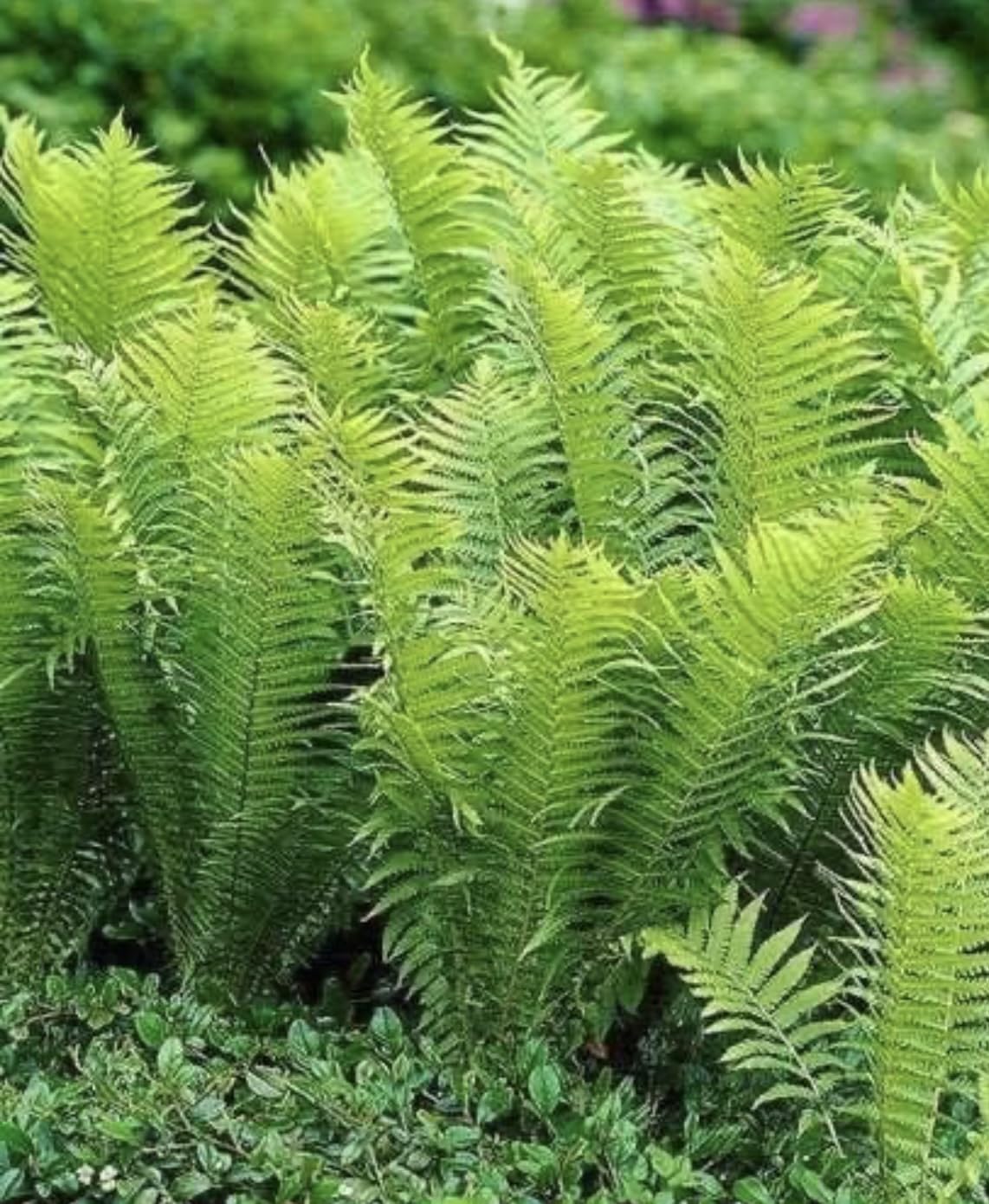 5 Ostrich Fern Rhizomes/Roots - Matteuccia struthiopteris - (5 Pack)