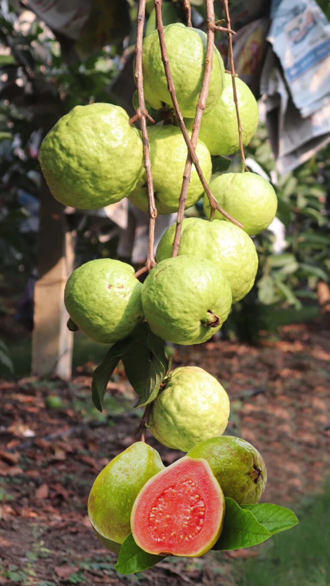 Pink Guava Tree Live Plant, 3 to 6 Inc Tall, Well Rooted, 6 Months Old Guava Tree, Fragrant Guava for Planting, Cold Hardy