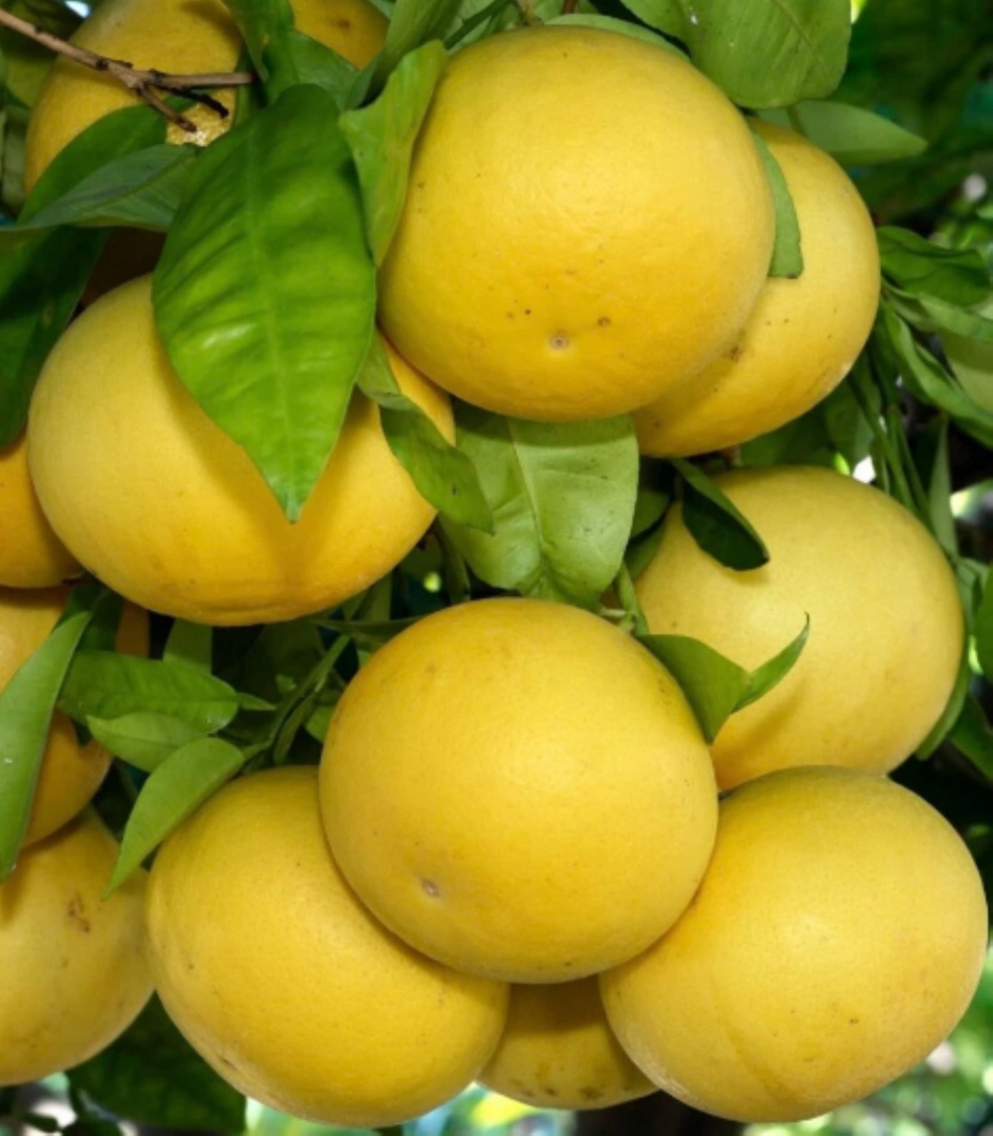 Florida only! Duncan Grapefruit Tree, 1 Gallon Tree, grafted 26-30" Tall