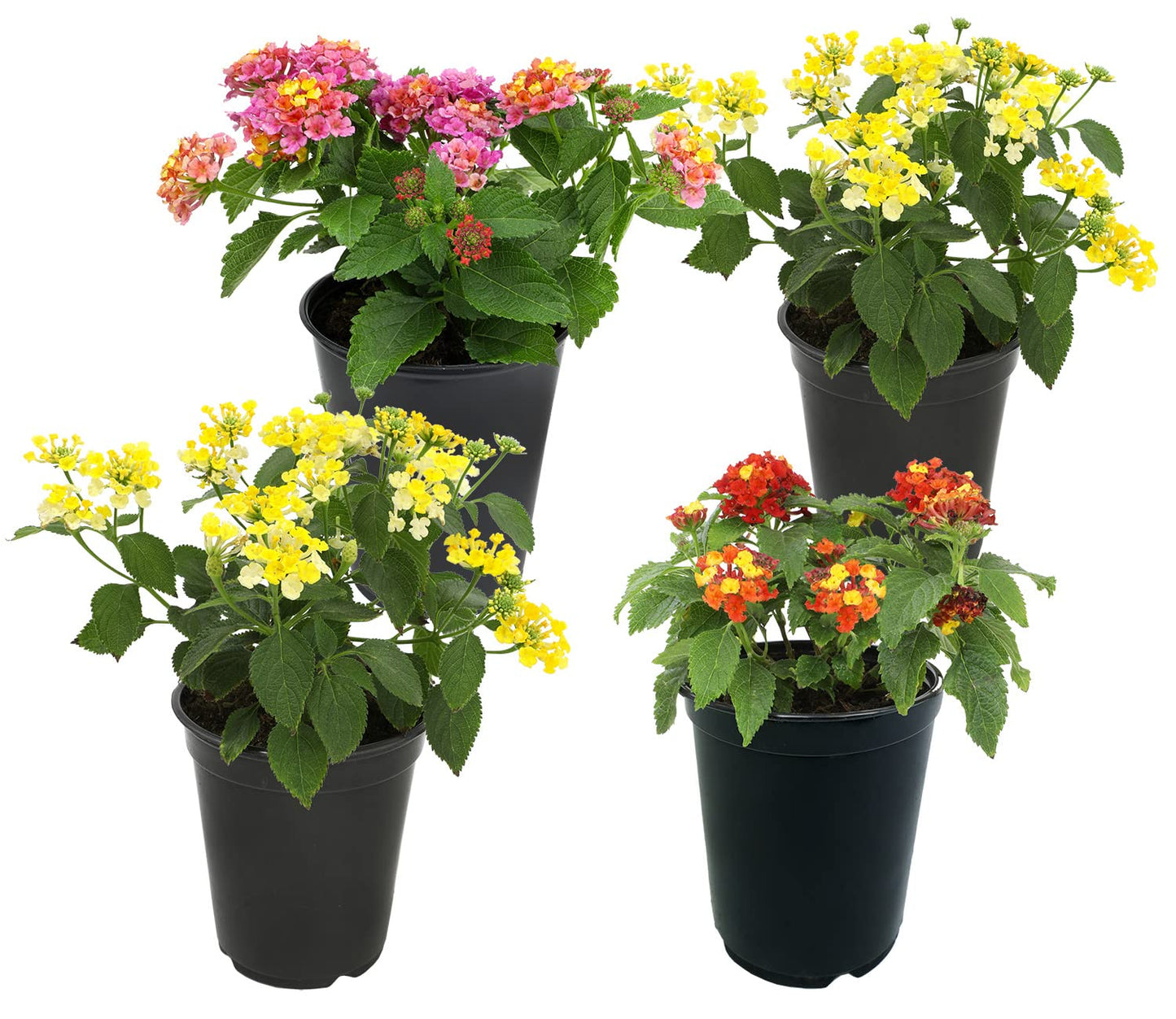 Multicolor Lantana Flowers (4 Pack), Easy Plant Care, Attracts Pollinators, Extended Bloom, Heat and Drought Tolerant, Real Flowers, Live Outdoor Flowering Plants
