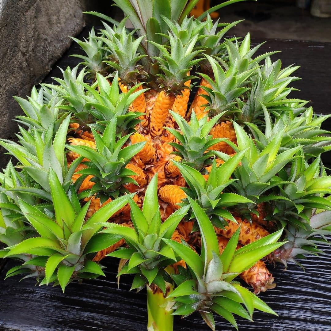 Pack 2 Random Pineapple Plants Live, Tropical Fruit for Spring Plant, Well-Rooted 4 to 8 Inch Tall for Planting Outdoor Full Sun