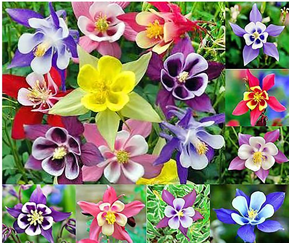 McKana Giant Hybrid Columbine Seeds - A Favorite Perennial Wildflower