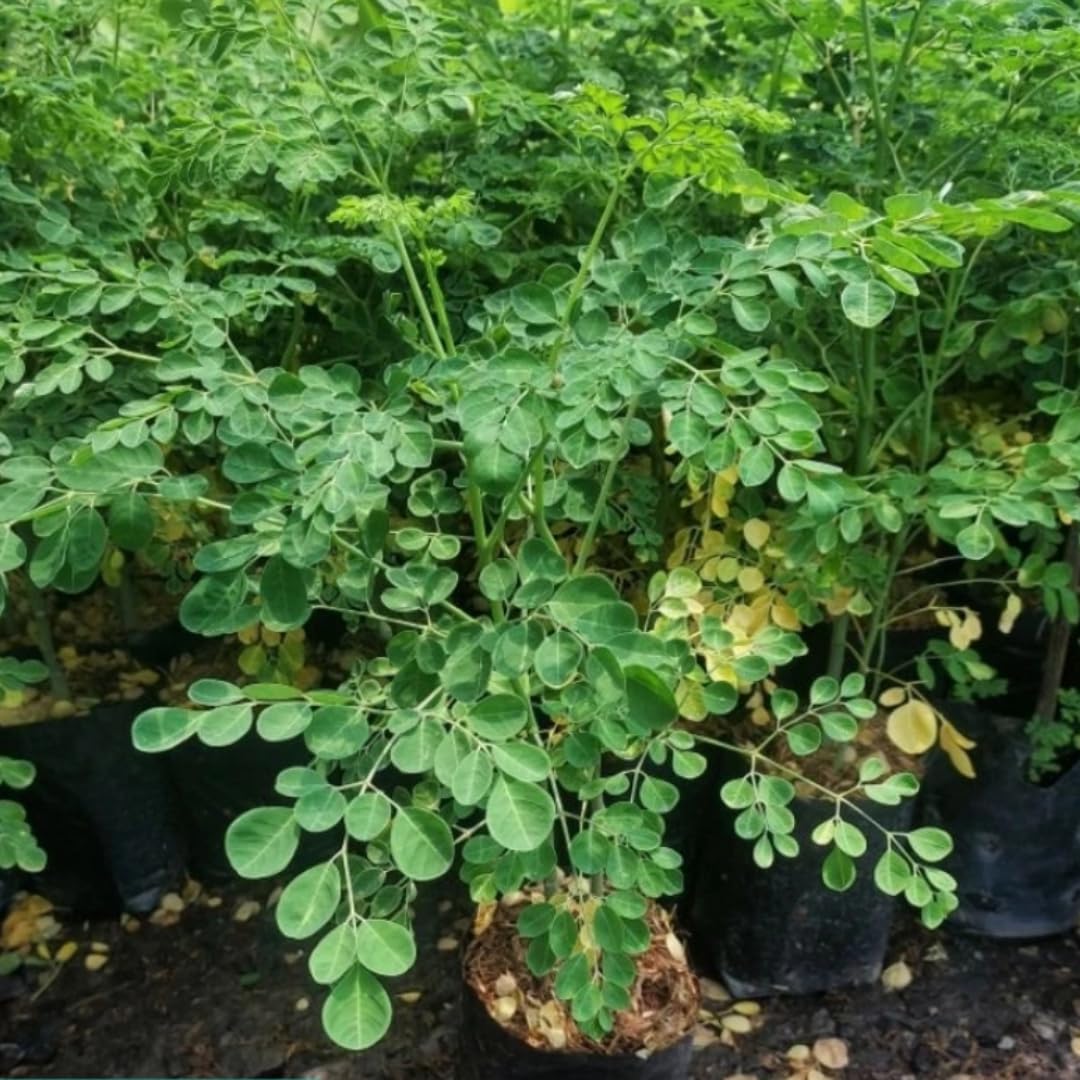 3 Months Old Moringa Oleifera Tree Live Plant, Moringa Plant Potted, Well-Rooted Drumstick Trees Ready to Grow Outdoor
