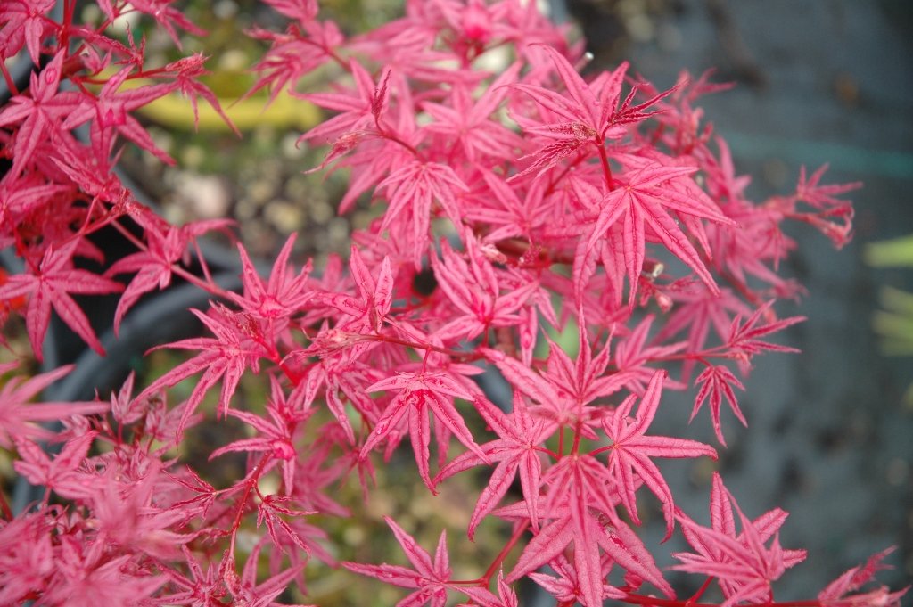 Beni Kosode Japanese Maple 1 - Year Live Tree
