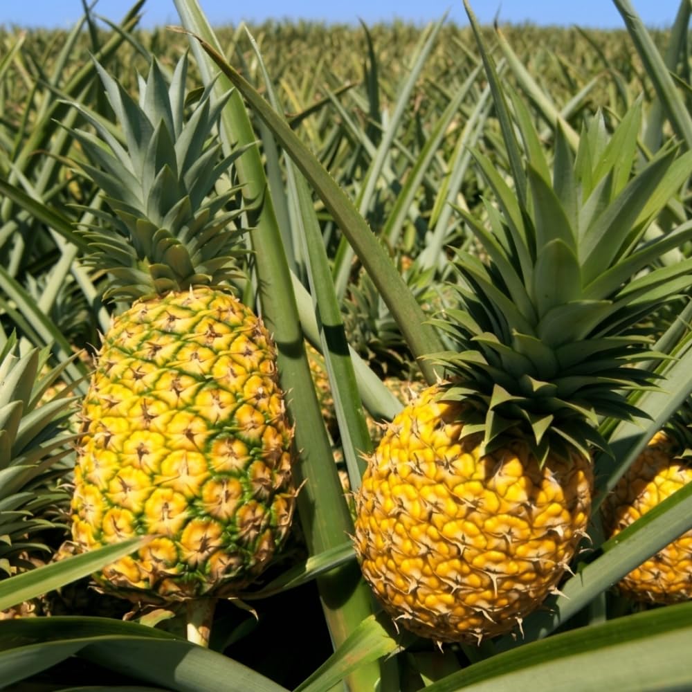 2 Elite Gold Pineapple Plant Live, Pineapple Tree Shrub Bush for Outdoor Planting, Sweet Fruit Tree, Hardy and Well-Rooted, 4-6 Inches Tall