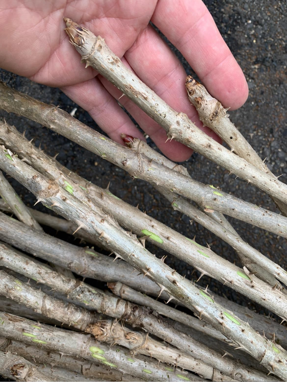 1 Branch/stem 32-34” Long of Aralia spinosa - Devil's Walkingstick.