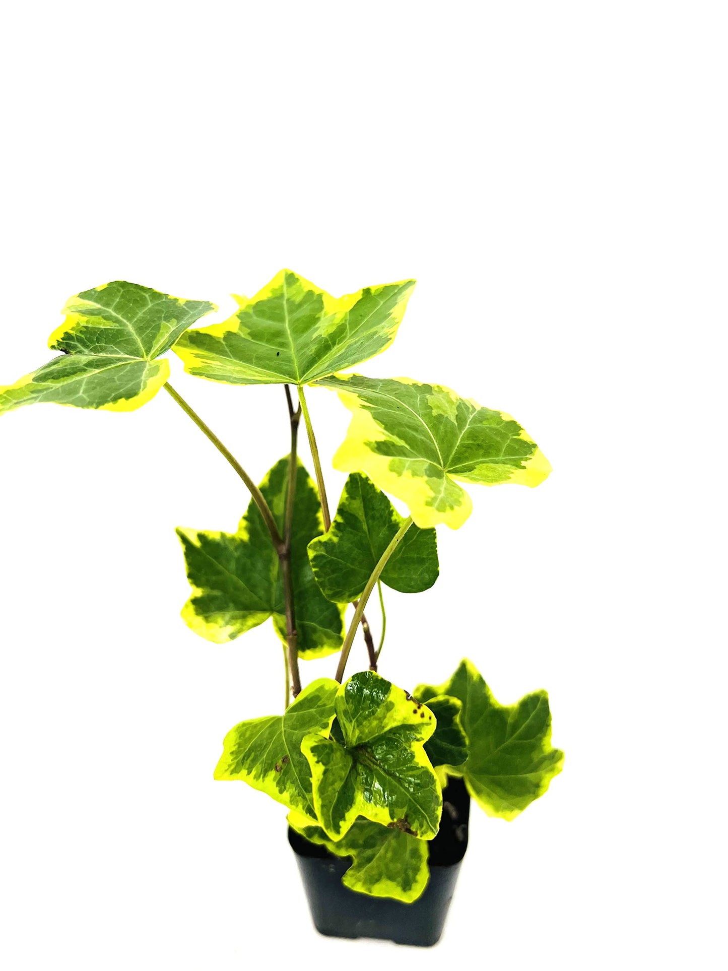 Gold Child English Ivy -2" Pot -Hardy Groundcover/House Plant