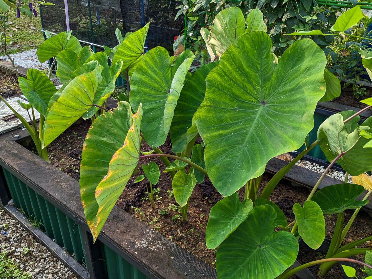 15 Green Dwarf Taro Elephant Ear Water Lily Pond Water Plant Bulbs by Greenhouse PCA