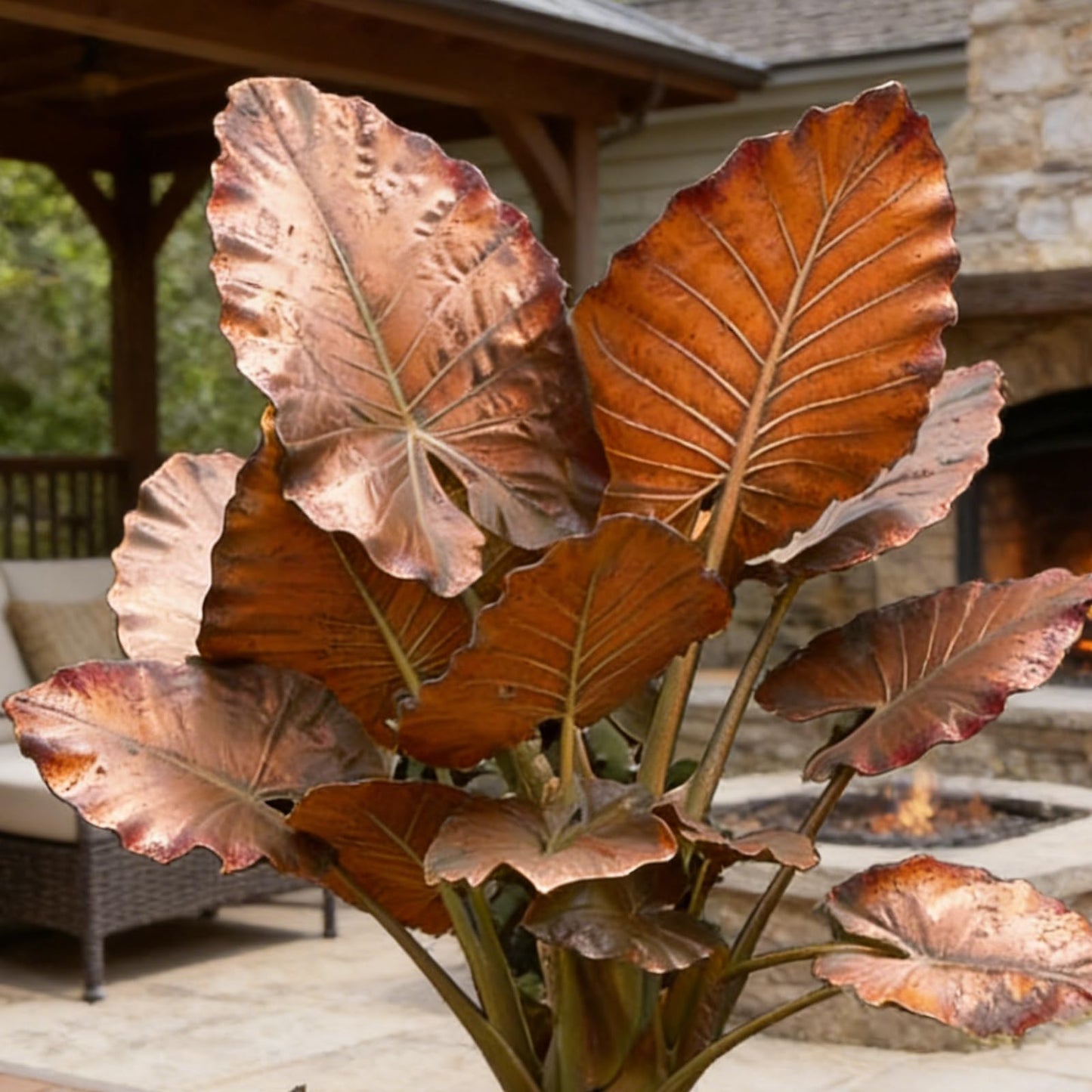 Hardy Elephant Ear Plant Bulbs | Tropical Colocasia for Home Garden & Outdoor Patio Landscaping (4)