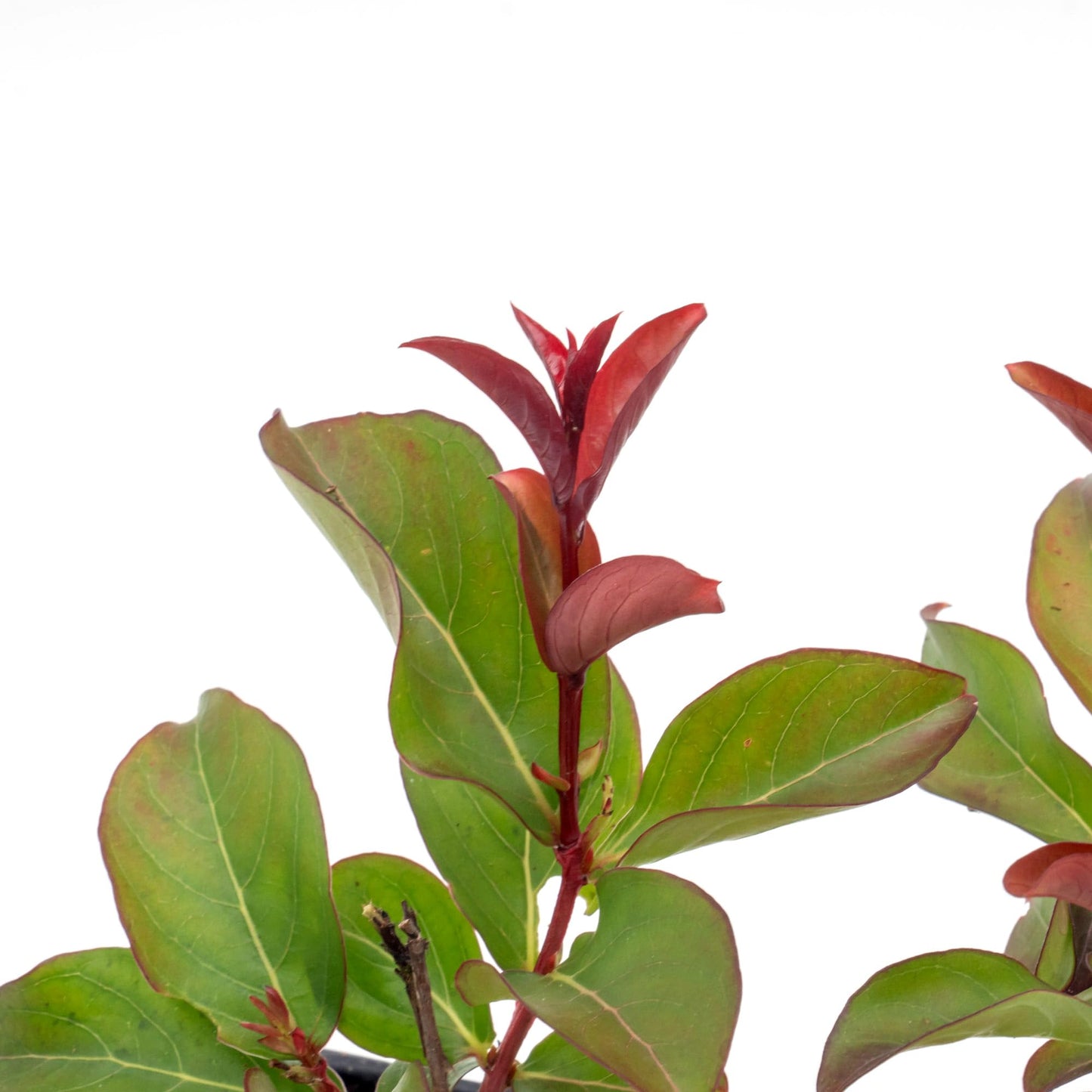 2 Red Rocket Crepe Myrtle, Live Plants (Lagerstroemia Indica) – Vibrant Red Blooms, Thriving in 2.5” Nursery Cubes