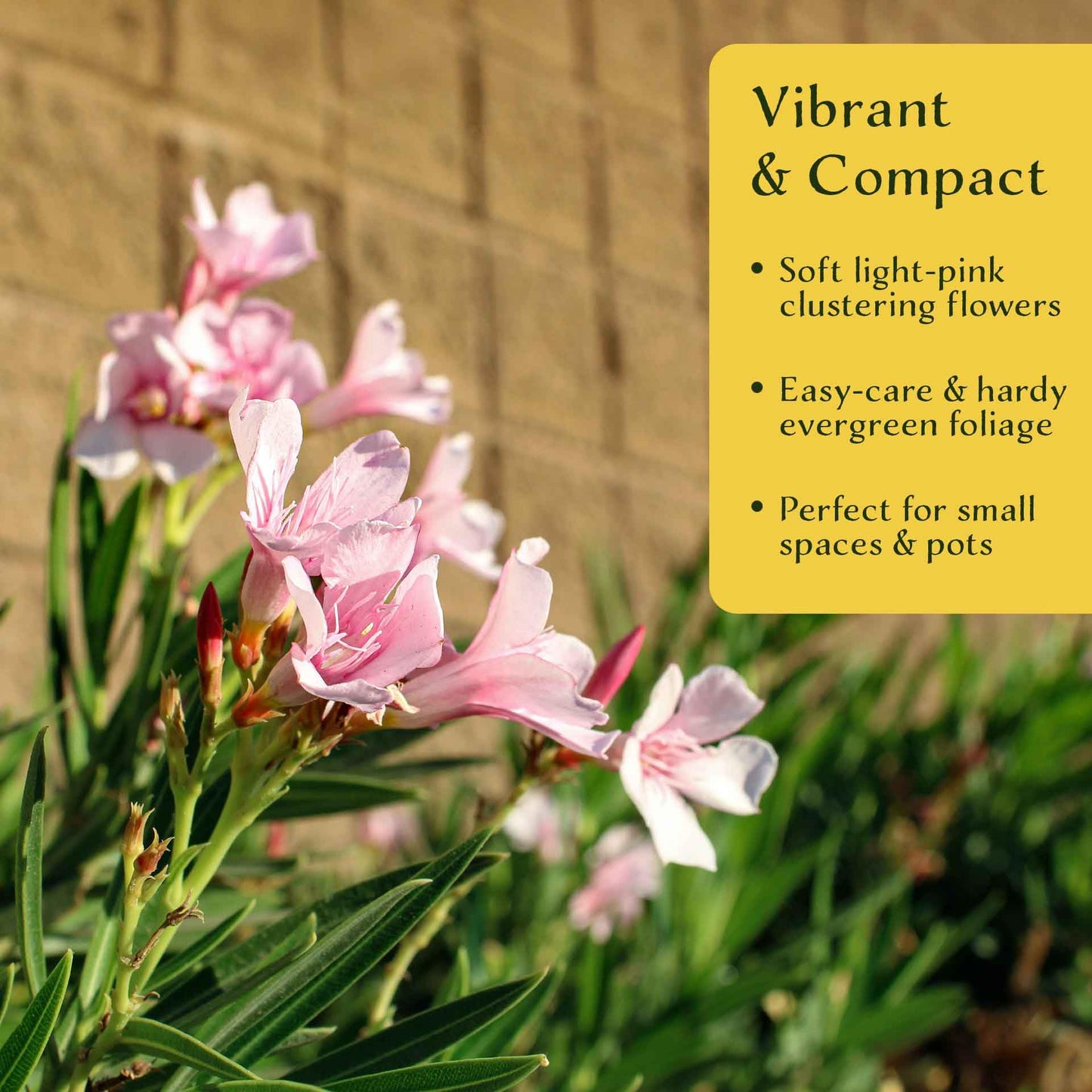 6 Petite Pink Oleander – Dwarf Evergreen Rosey Flowering Shrub for Hedges, Borders & Containers (Nerium Oleander ‘Petite Pink’) in 2.5″ Cubes, Live Plants