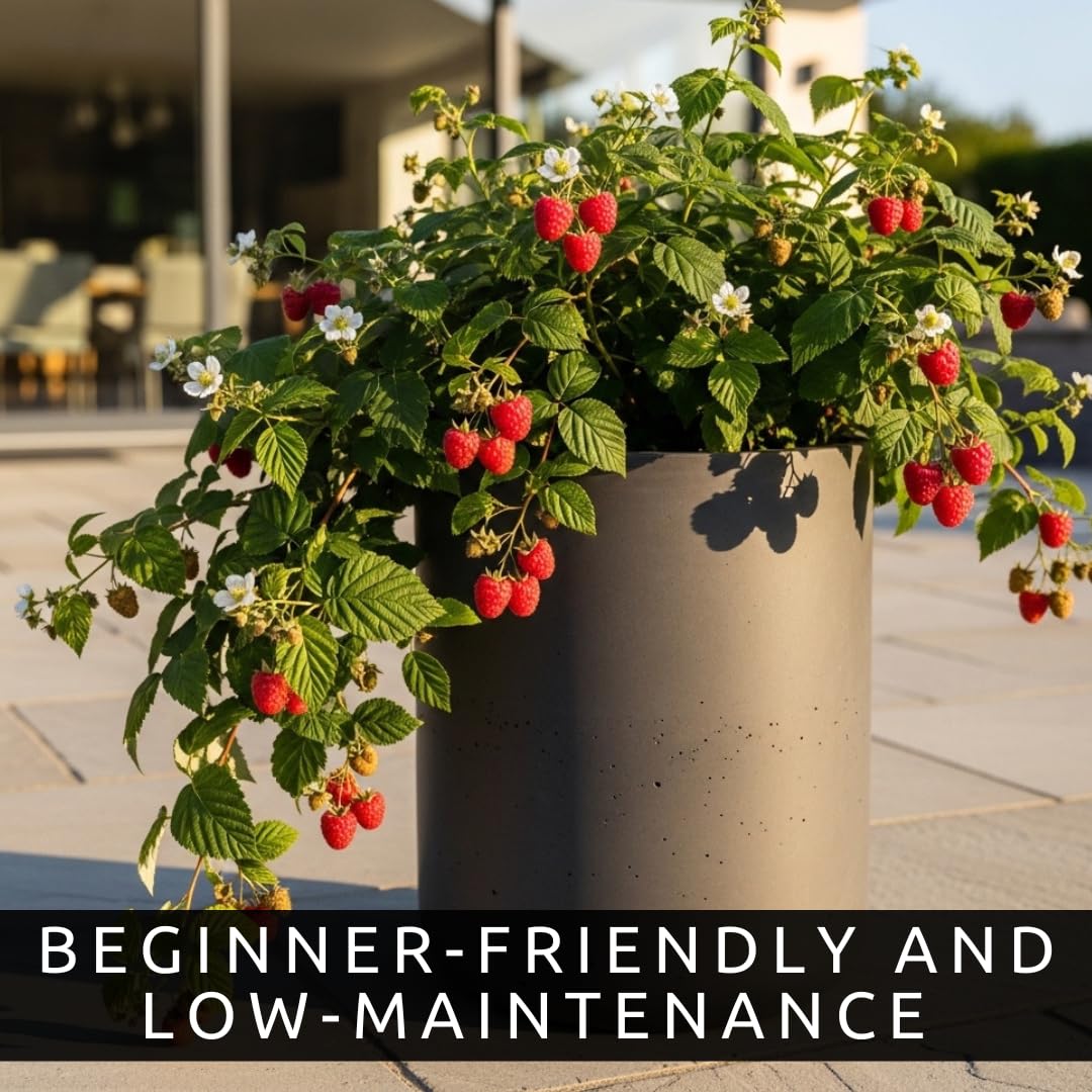 Joan J Raspberry Plants – Thornless Red Raspberry with Large Sweet Berries – Everbearing Fruit Plants for Home Gardens (3 Plants)