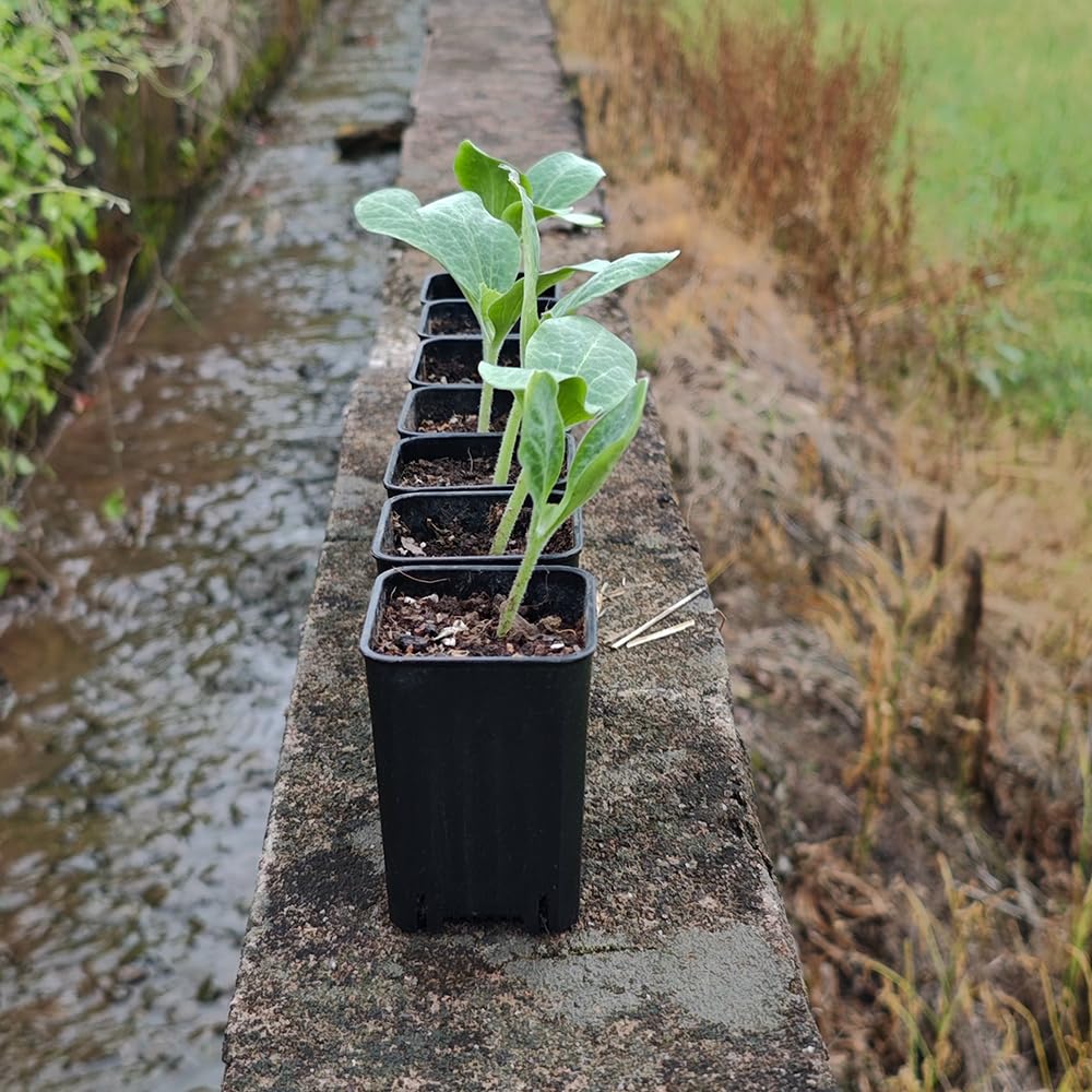 BangQiao 120 Pack 2.40 Inch Small Black Plastic Square Nursery and Seedling Pot, Deep Transplant Seed Starter Planter with Drain Hole for Germination, Herb, Succulent
