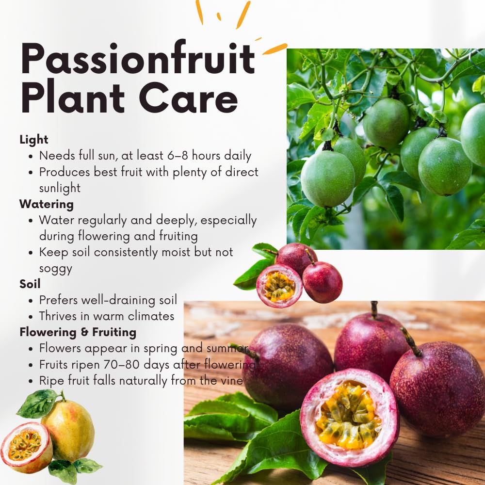 Red Passion Fruit Vine Plant Live, Perennial Tropical Fruit Tree for Garden or Trellis, 5-10 Inches Tall, Passionfruit Seedling