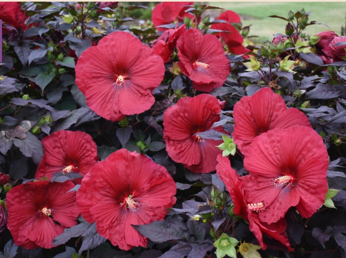 Live Plant - Mimi Hibiscus Moscheutos-Small Rooted Starter Plant-Huge 6-8”Blooms