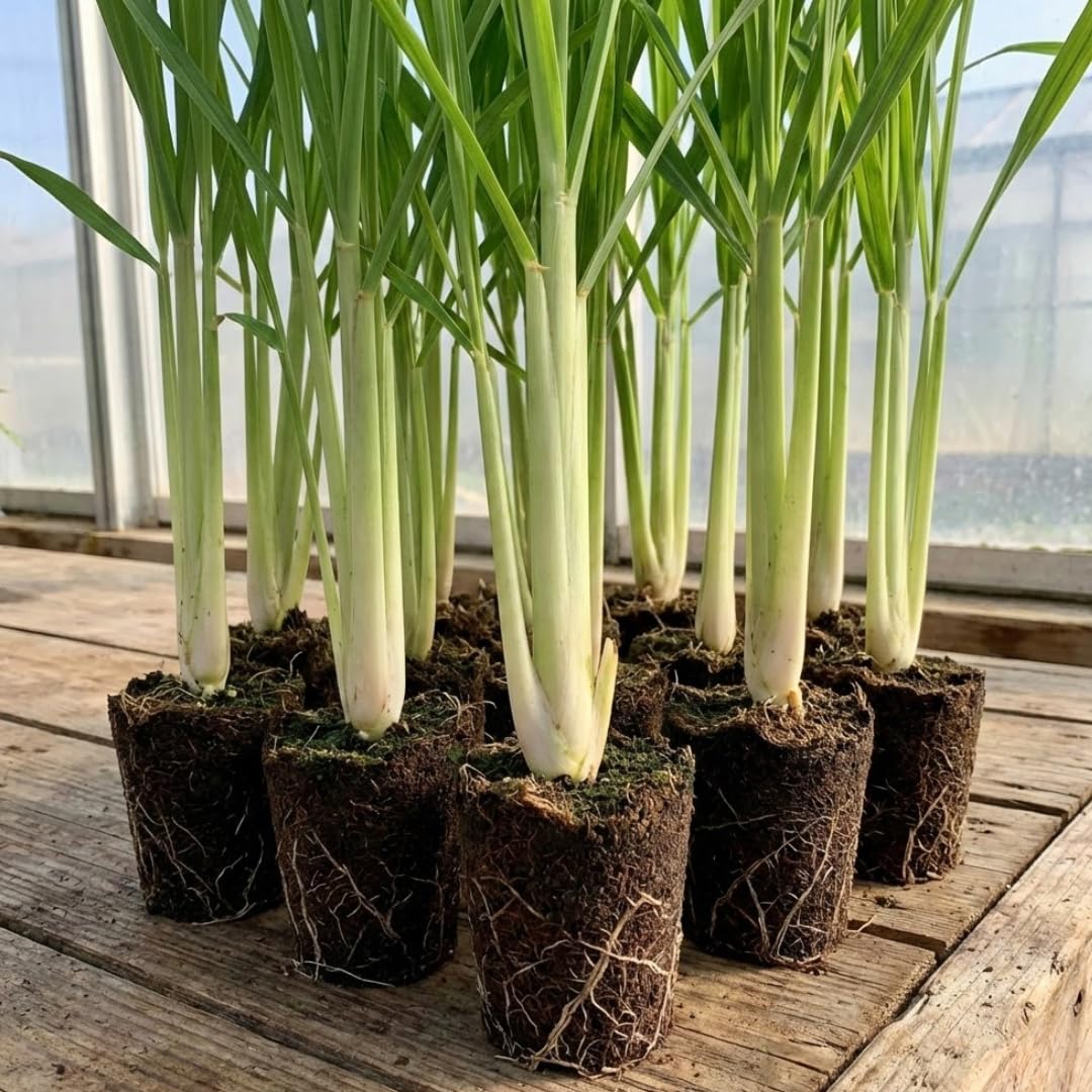 Combo 5 Big Lemon Grass Plants for Outside, Lemongrass Plants Live, No Pot, Well Rooted, Trim Back, Fresh Fragrant Lemon Grass Stalks Plants for Outside Live