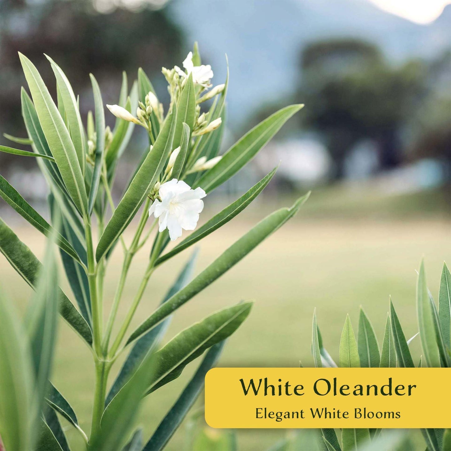 3 White Oleander (Nerium Oleander ‘Sister Agnes’) | Fast-Growing Evergreen Flowering Shrub with Pure White Blooms and Dense Green Foliage | 2.5” Nursery Cubes, Ready-to-Plant Live Starter Plants