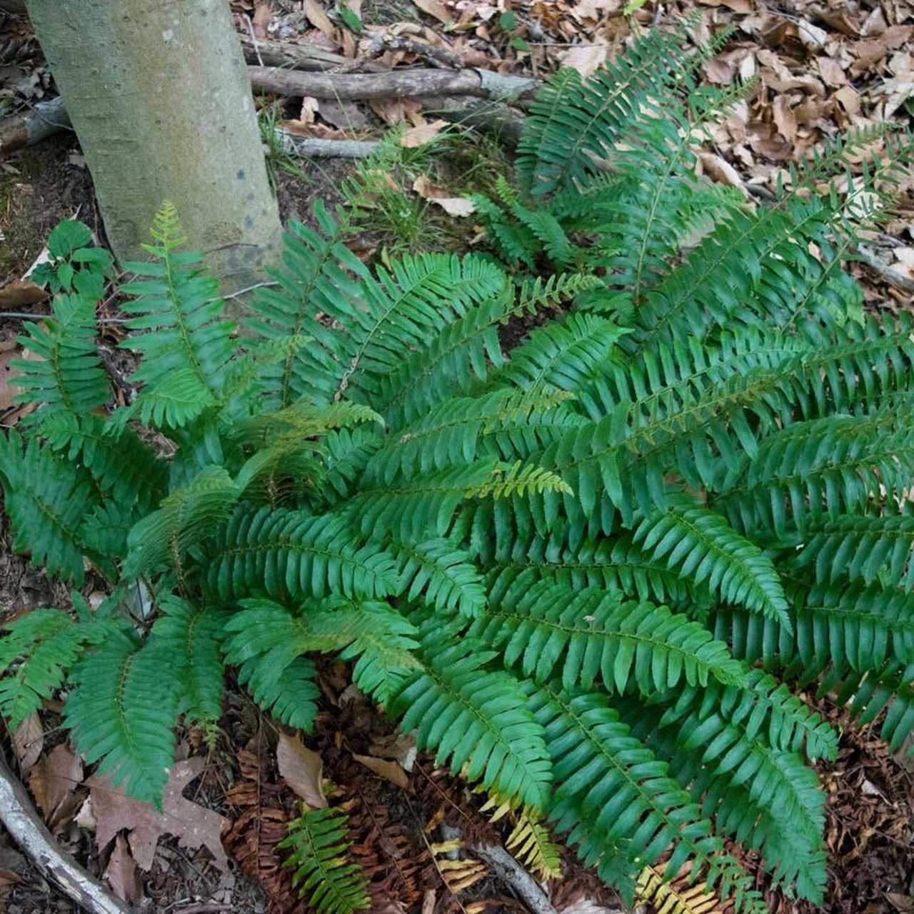 Live Plant - 10 Christmas Fern Root Systems, Christmas Dagger - Polystichum acrostichoides