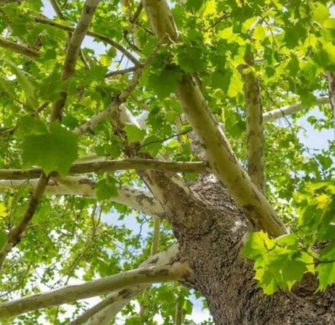 American Sycamore Tree - 10-18" Tall - Quart Pot - Live Plant - Platanus occidentalis