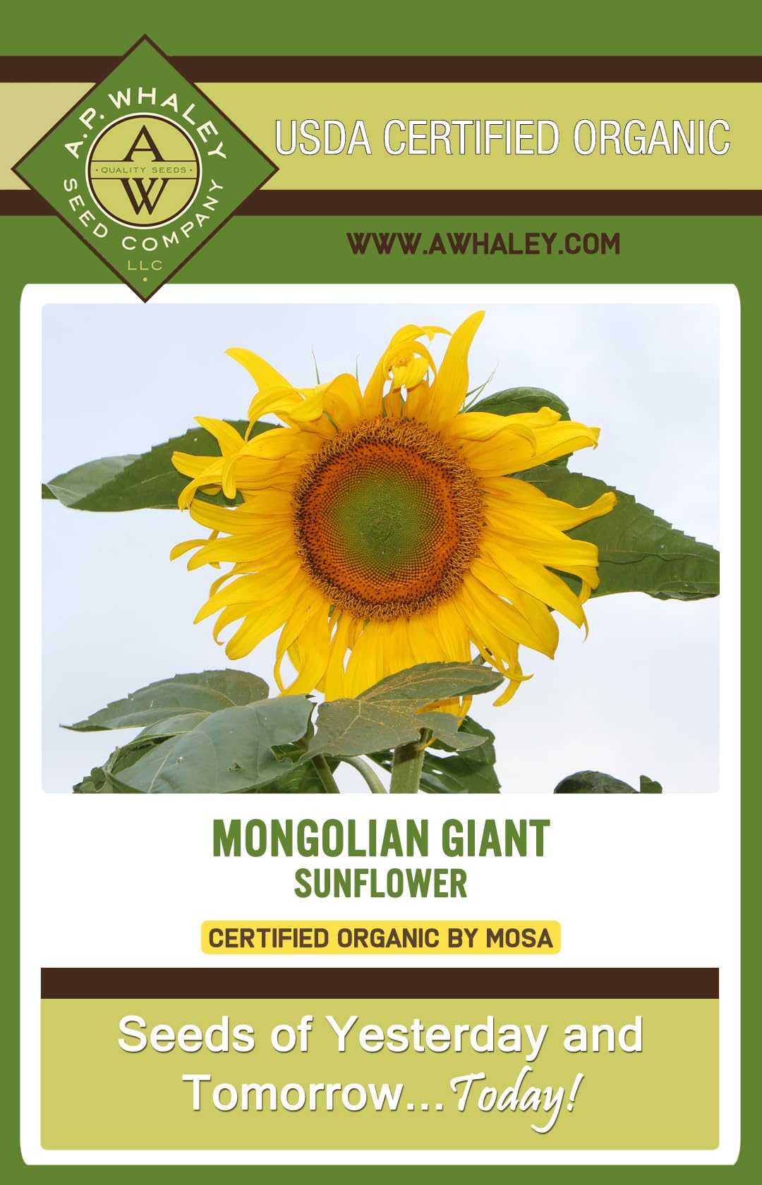 Mongolian Giant | Organic 1 oz Seed Packet | Large Cutting Sunflower | Attracts Pollinators | Heirloom, Non-GMO, Organic Sunflower Seeds