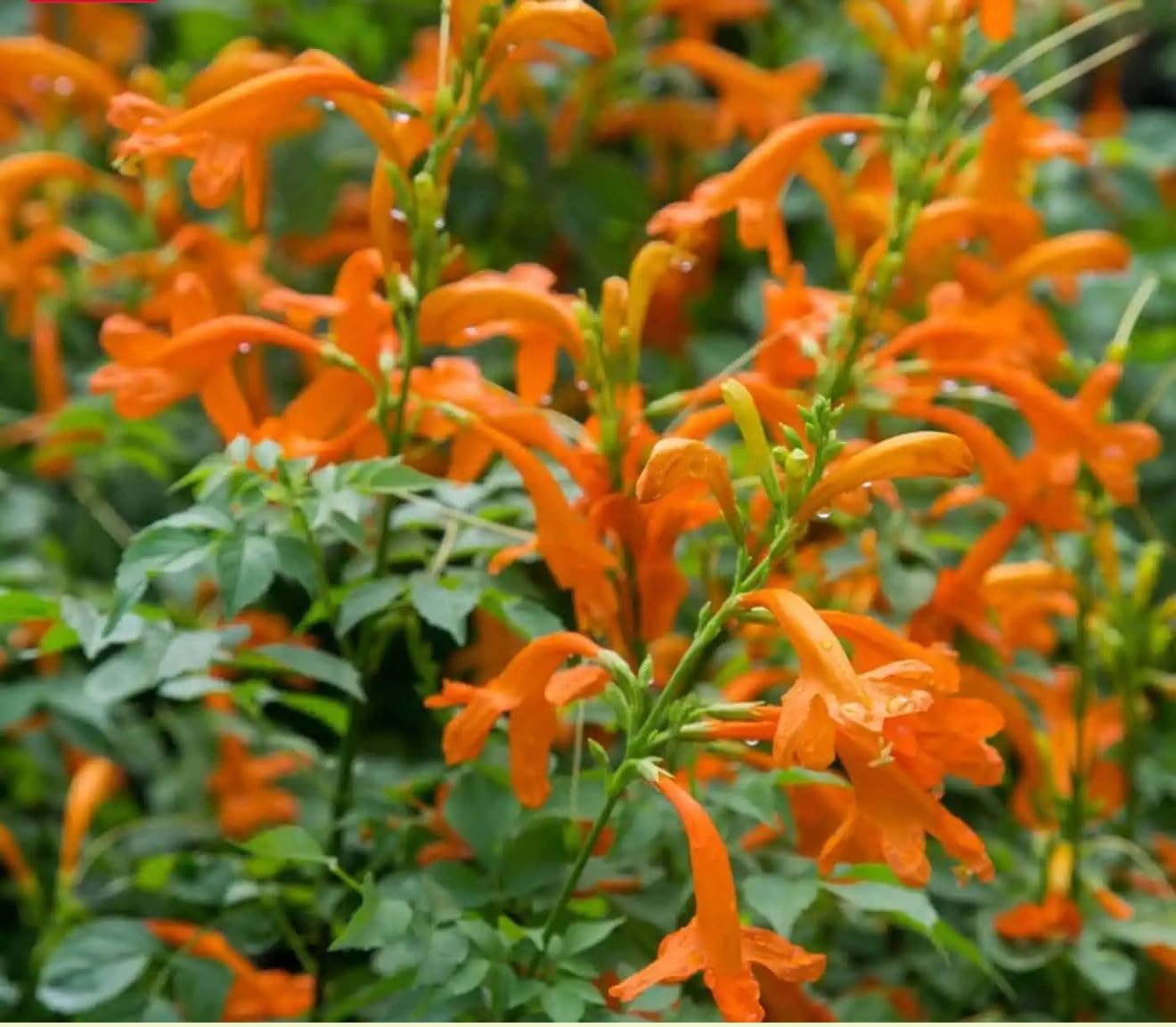 Live Plant - Cape Town Orange Tecomariasmall Rooted Starter Planthummingbird Heaven!