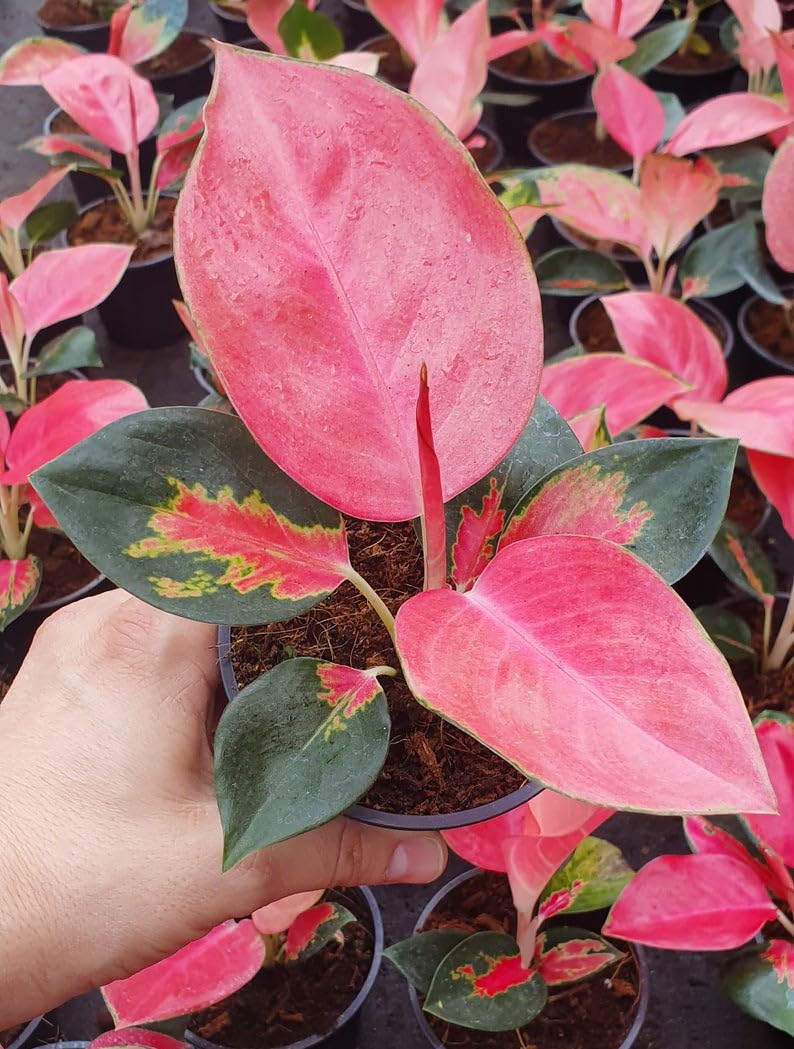 Pink Pearl Chinese Evergreen Plant - Aglaonema - Low Light - 4" Pot
