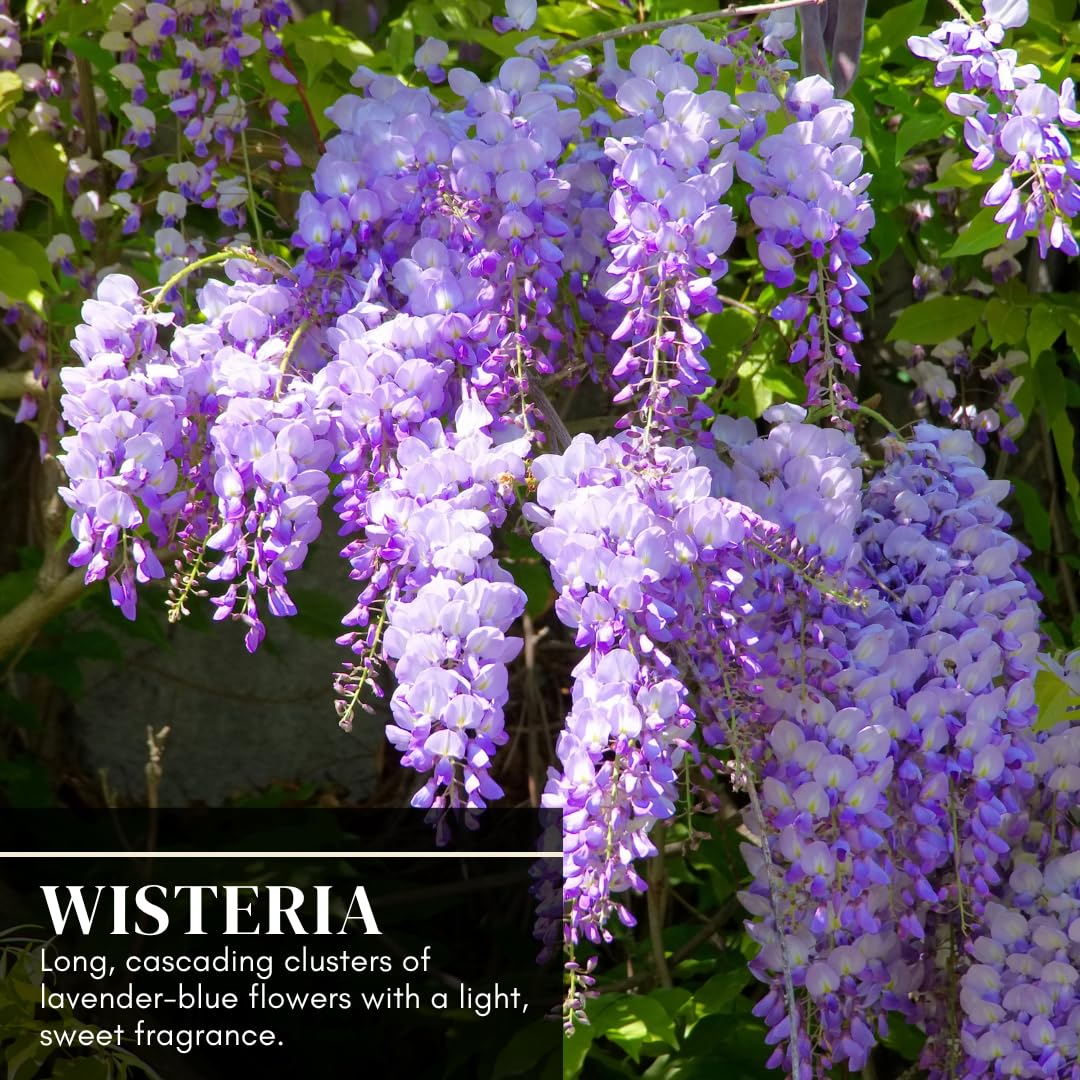 Purple Wisteria Tree Seedling – 1-Year-Old Well-Rooted Blooming Vine Plant – Fast-Growing Climbing Tree for Trellises, Pergolas, or Garden Landscaping